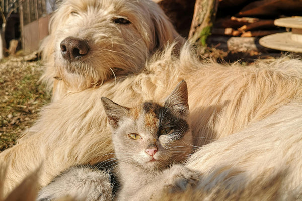 L'Anxiété des Animaux Lors de Tempêtes ou de Solitude