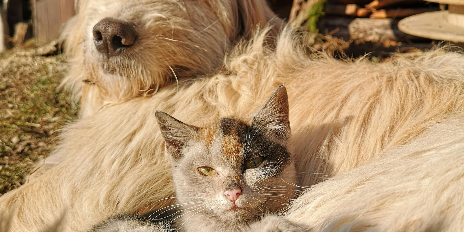 L'Anxiété des Animaux Lors de Tempêtes ou de Solitude